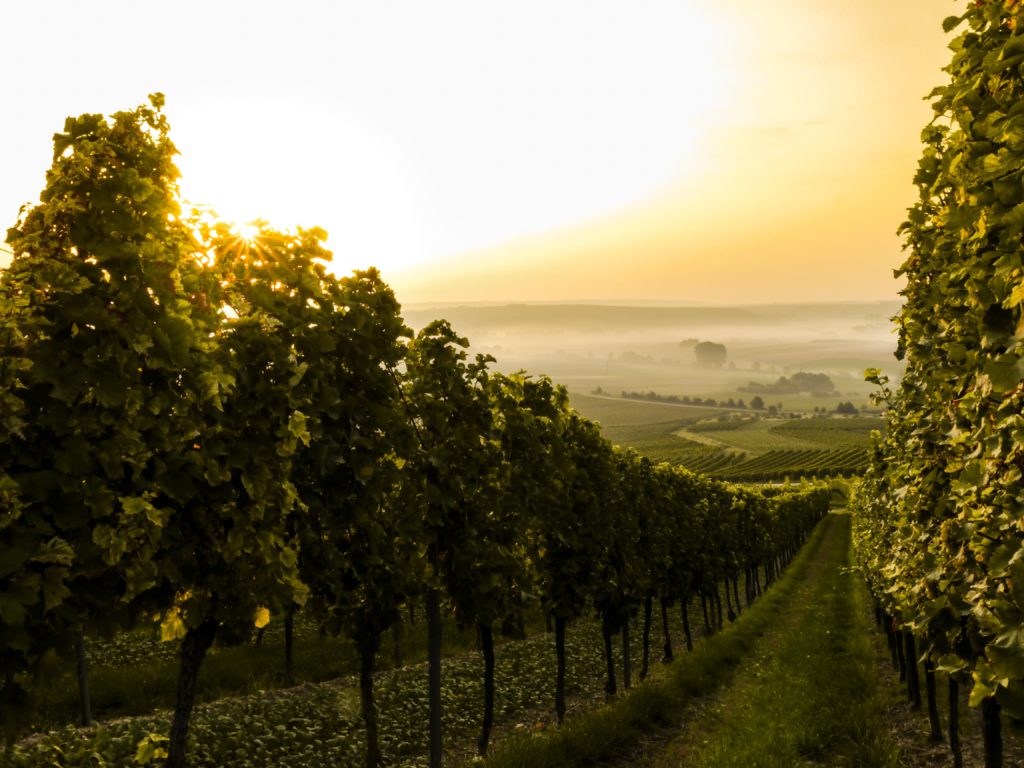 best-winery-in-medellin