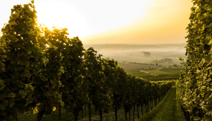 best-winery-in-medellin