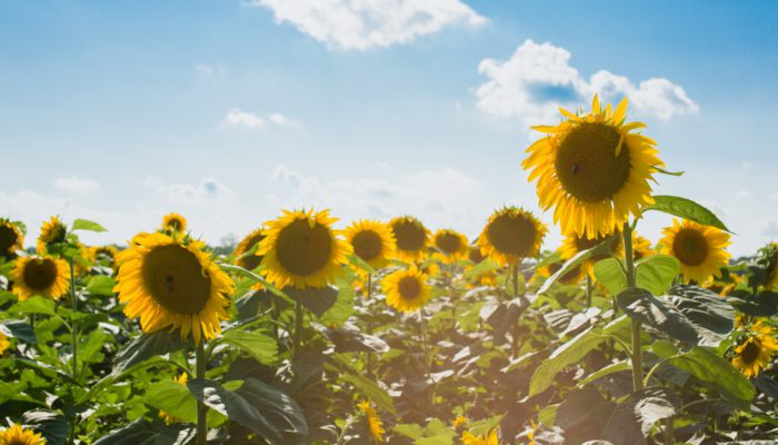 medellin-flower-farm