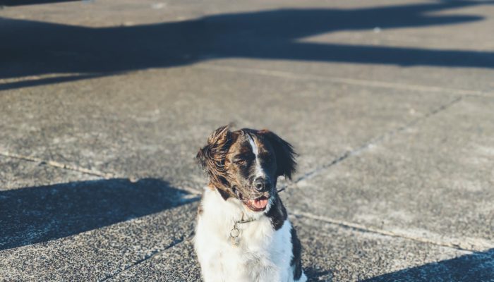 A Quick Guide on How to Travel With Pets to Medellin