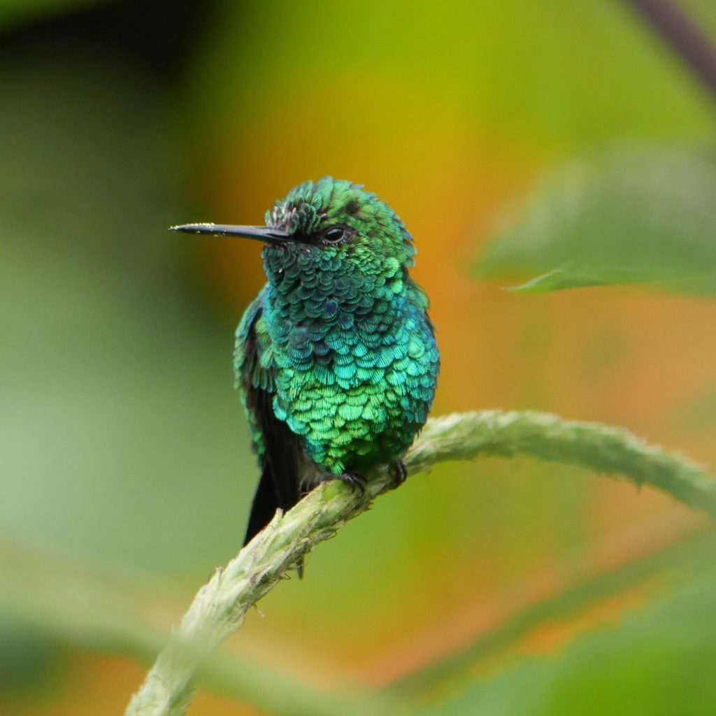 Las Tángaras Bird Reserve in Medellin