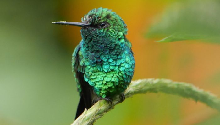 Las Tángaras Bird Reserve in Medellin