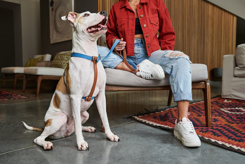 The Best Pet-Friendly Hotels in Medellin