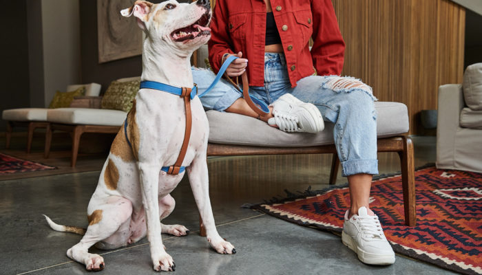 The Best Pet-Friendly Hotels in Medellin