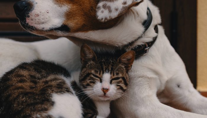 The Best Pet Rescues in Medellin