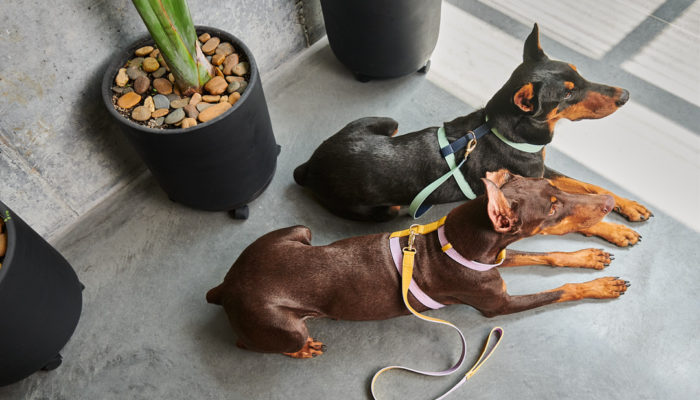 The Best Doggy Daycare Centers in Medellin