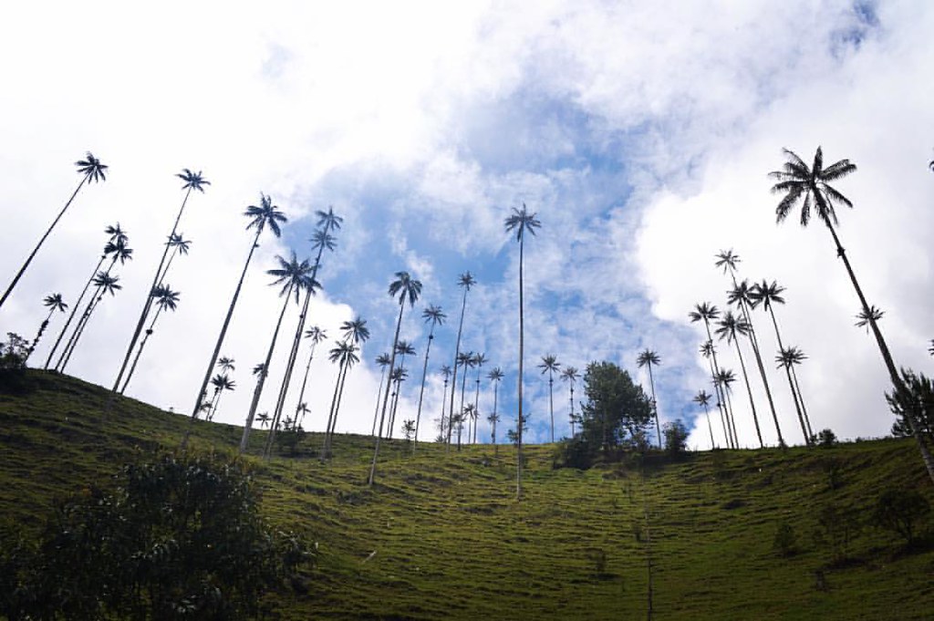 Hike in Valle de Cocora
