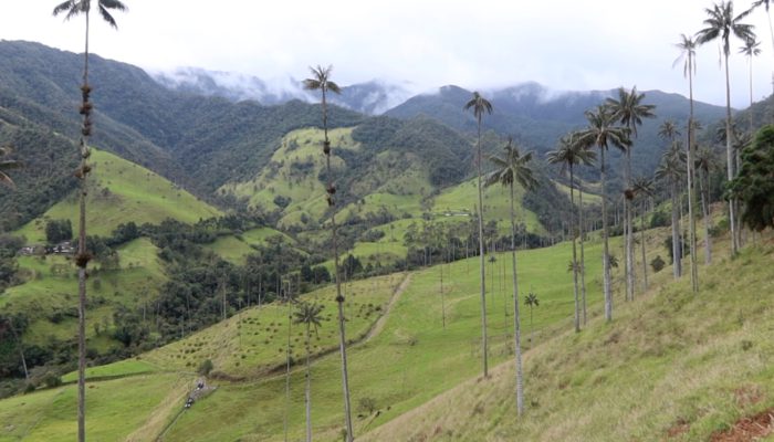 Cocora Valley