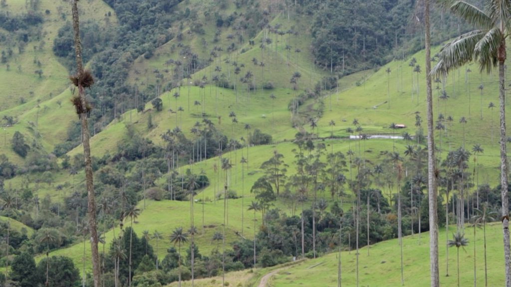 Is Cocora Valley Worth Going to?

