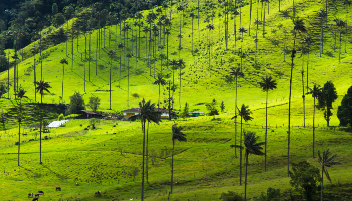 How Many Days Do You Need in Salento