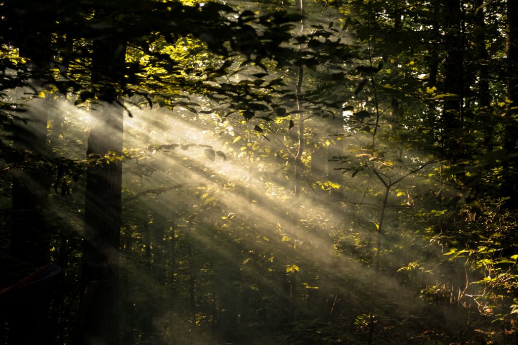 Colombian Ecology: What to Know About Native Trees in Medellín