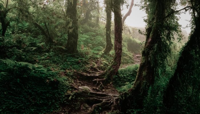 Enjoying Jungle Life in Jardin Circunvalar