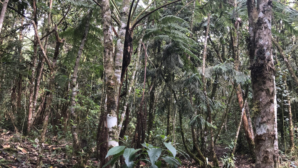 Amibosque Reserve and Education Center