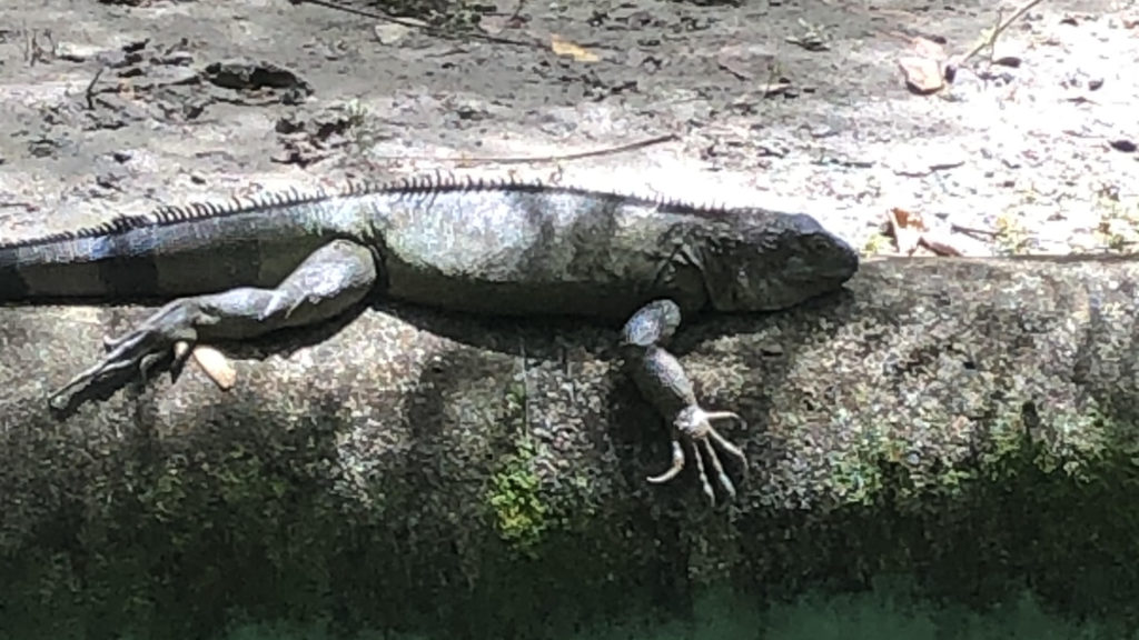 Reptiles and Amphibians
