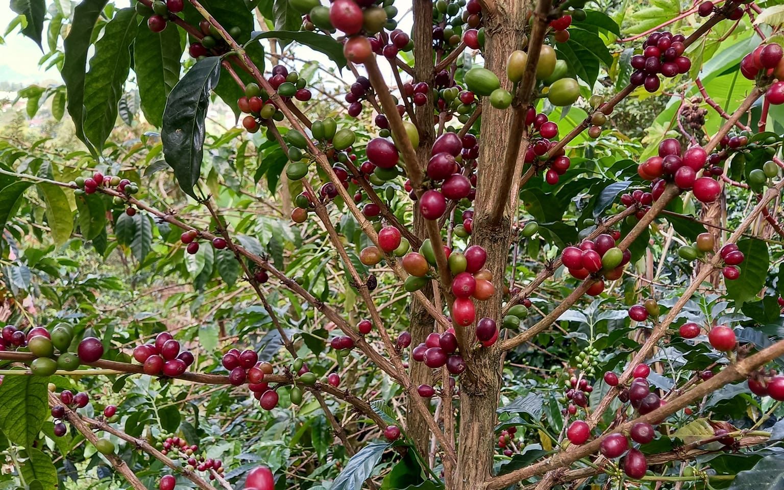 Explanation of Sustainable Coffee Cultivation
