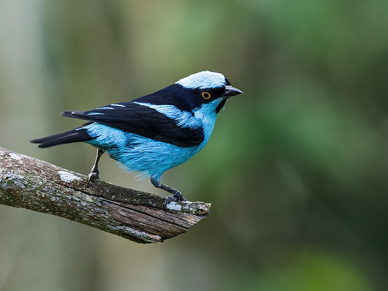 Birdwatching in el Jardín Botánico
