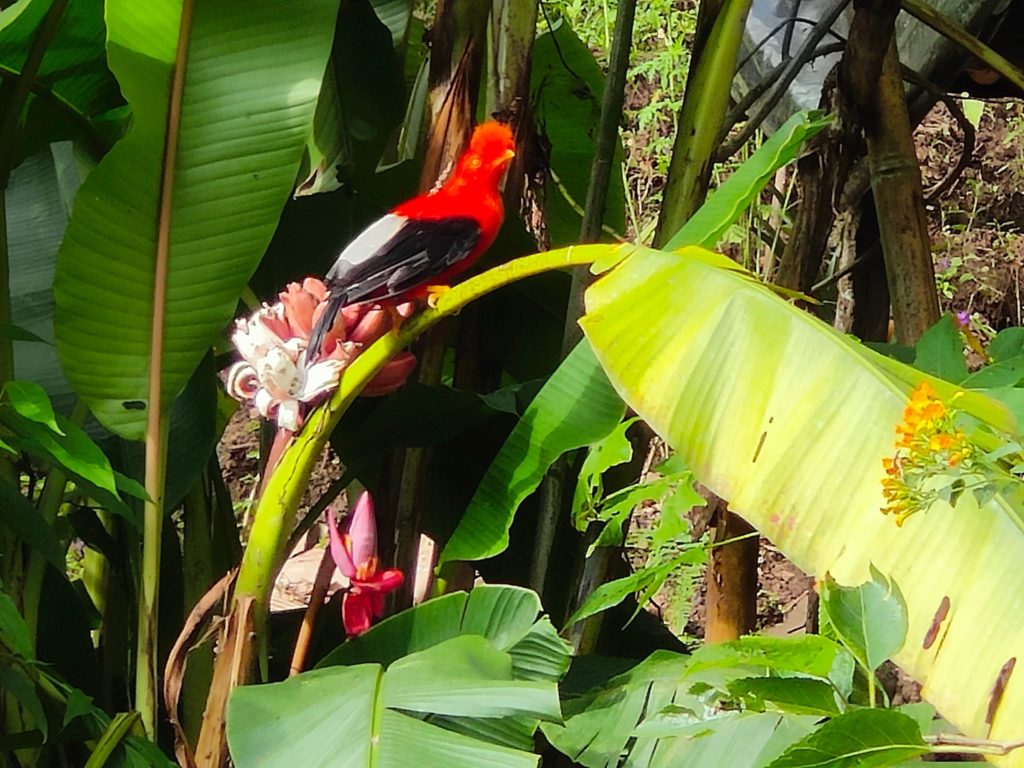 Jardín
