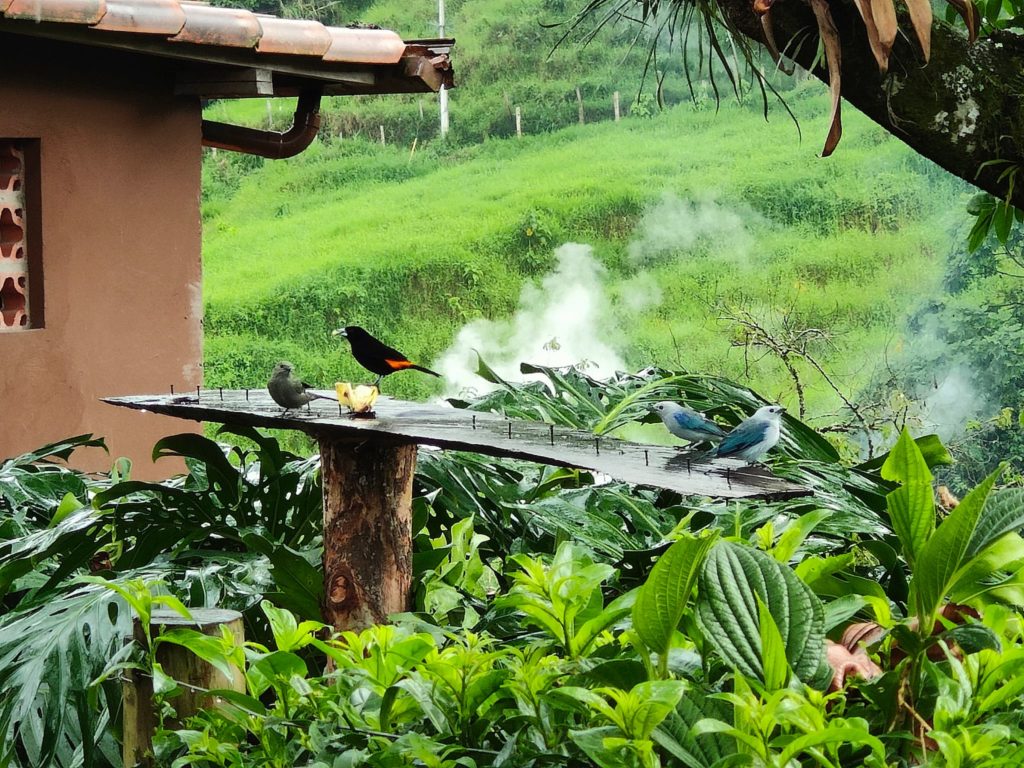 Find Before You Go Birdwatching
